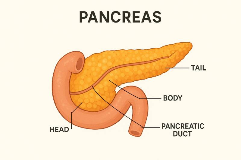 Wegovy et mounjaro pancréatite , comment et quand