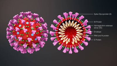 coronavirus 